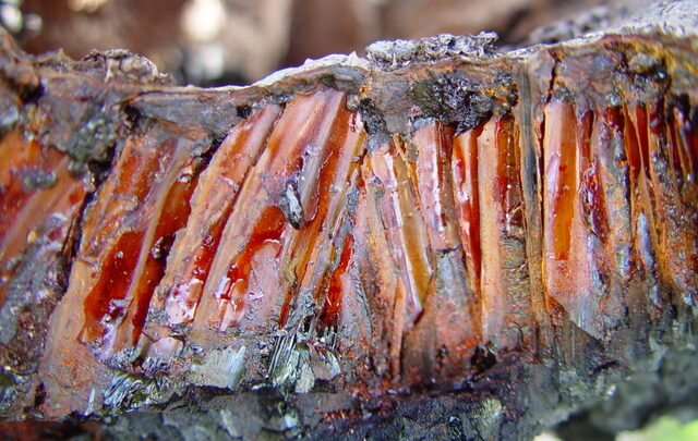 Translucent amber-like resin on tree bark.
